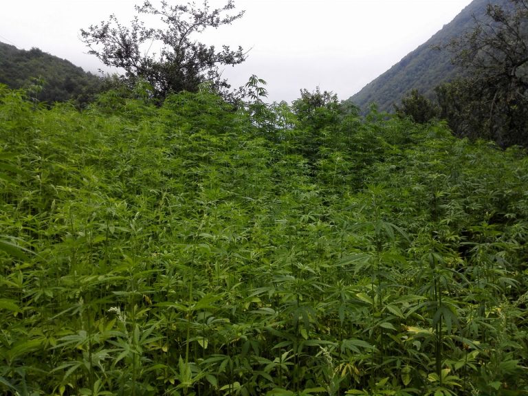 canapa