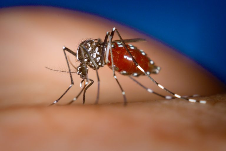 Chikungunya, parla la Lorenzin: 'Comune Roma avvii la disinfestazione' Chikungunya Roma
