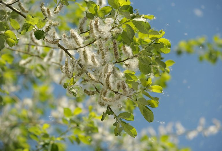 Allergia al pioppo