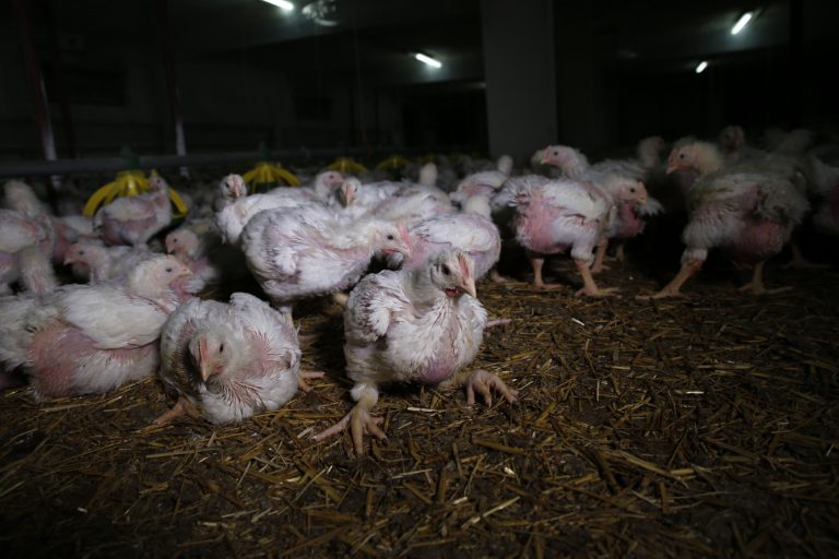 Pollo Made in Italy, la realtà shock: deformi e macellati a poche settimane di vita Pollo