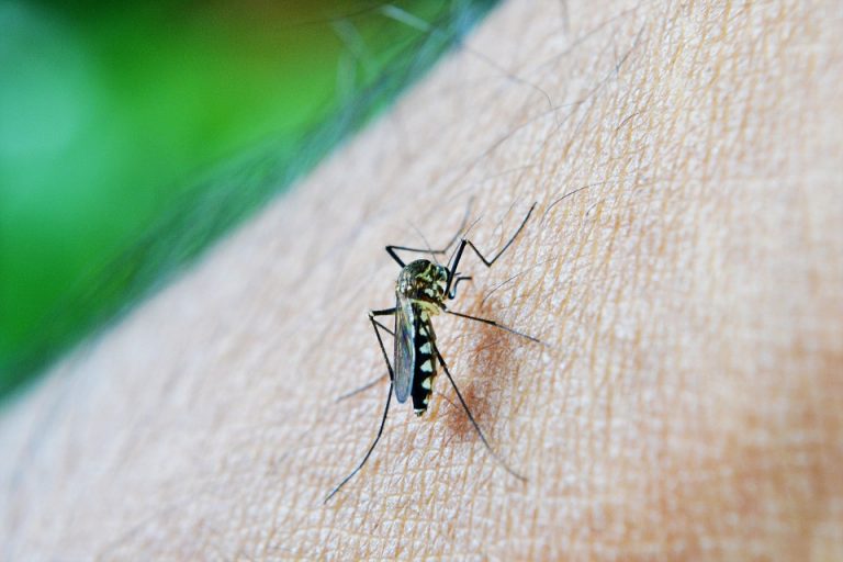 Malaria Malaria