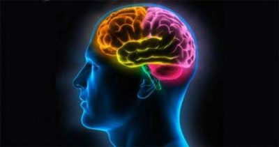Funzioni cerebrali