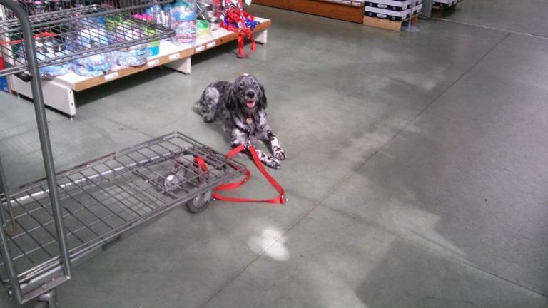 Cane nel supermercato