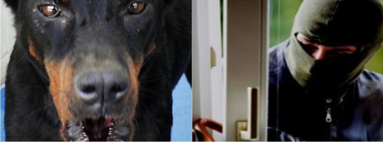 cane-ladro cani