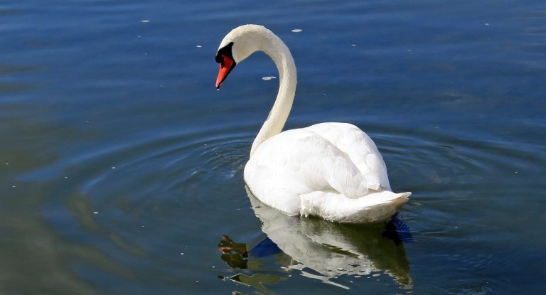 cigno cigno