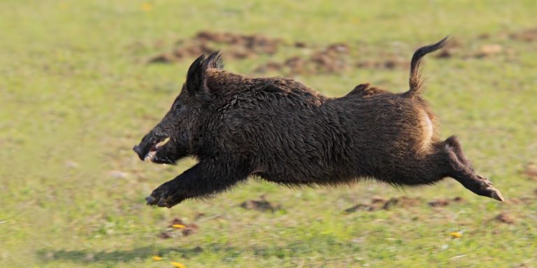 CINGHIALE