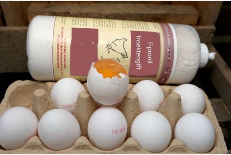 fipronil uova