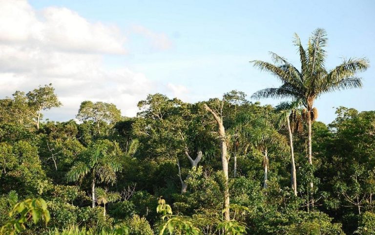 Viaggio in Amazzonia: l'avventura di tre amiche per combattere un tumore foresta Amazzonica