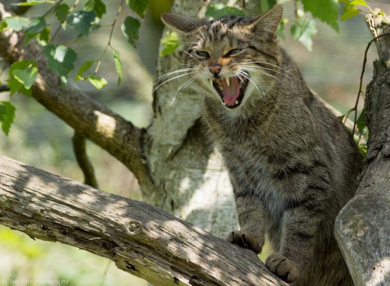 GATTO