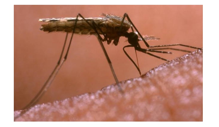malaria
