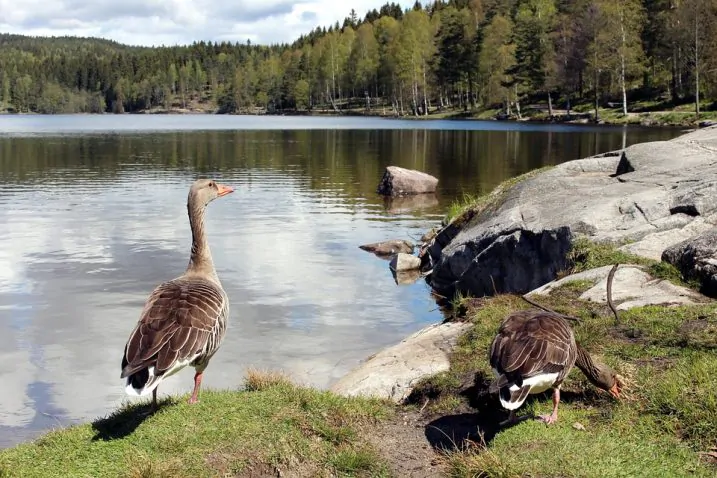 Lago Sognsvann, Oslo