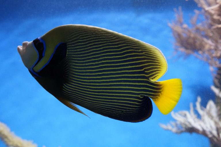 pesce angelo imperatore