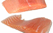 salmone da allevamento