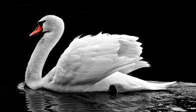 cigno