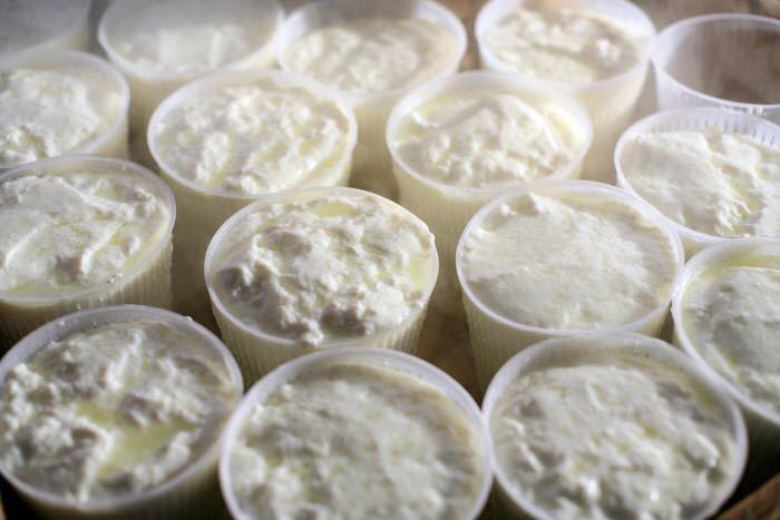 ricotta
