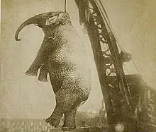 Il triste caso di "Big Mary": l'elefantessa impiccata per omicidio