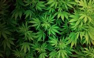 foglie di marijuana