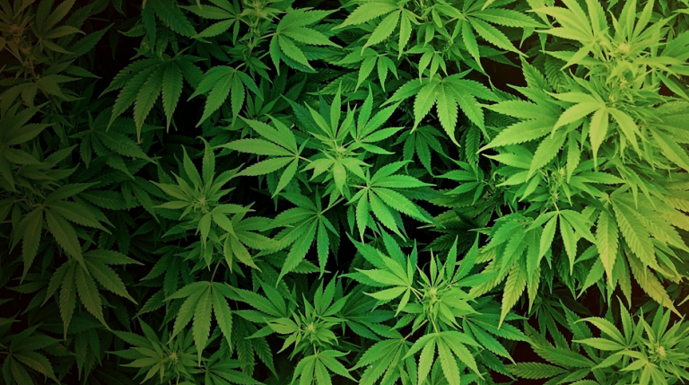 foglie di marijuana