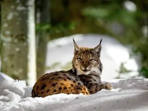 lince