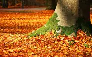 fall foliage 1913485 1280