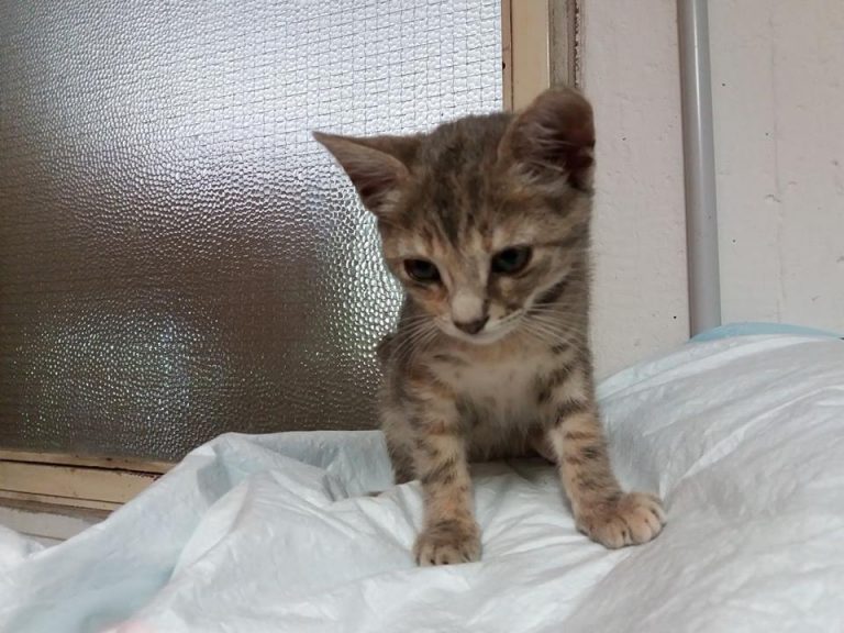gatto
