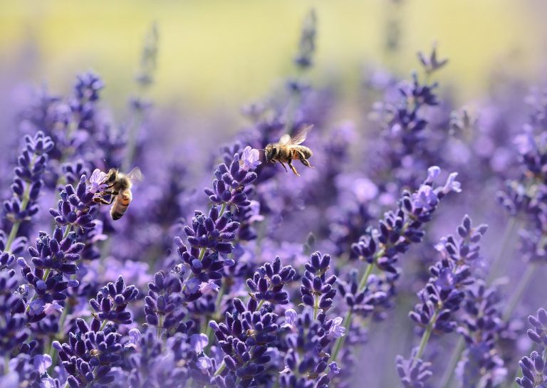 coltivare la lavanda coltivare la lavanda