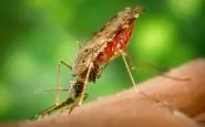 malaria a taranto