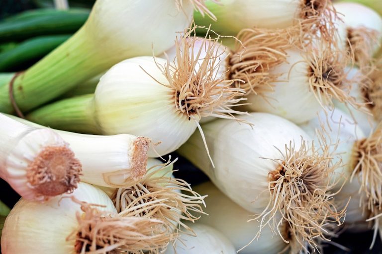 cucinare i cipollotti