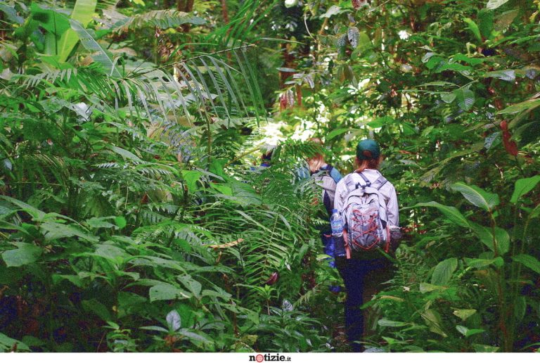 trekking (1) giungla
