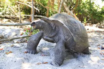 Aldabra giant tortoise eats leaves.