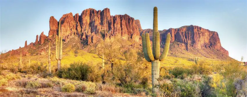 Sonoran Desert, Saguaros and Brittlebush catching day's last rays.