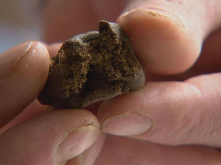 bimbo ingoia hashish