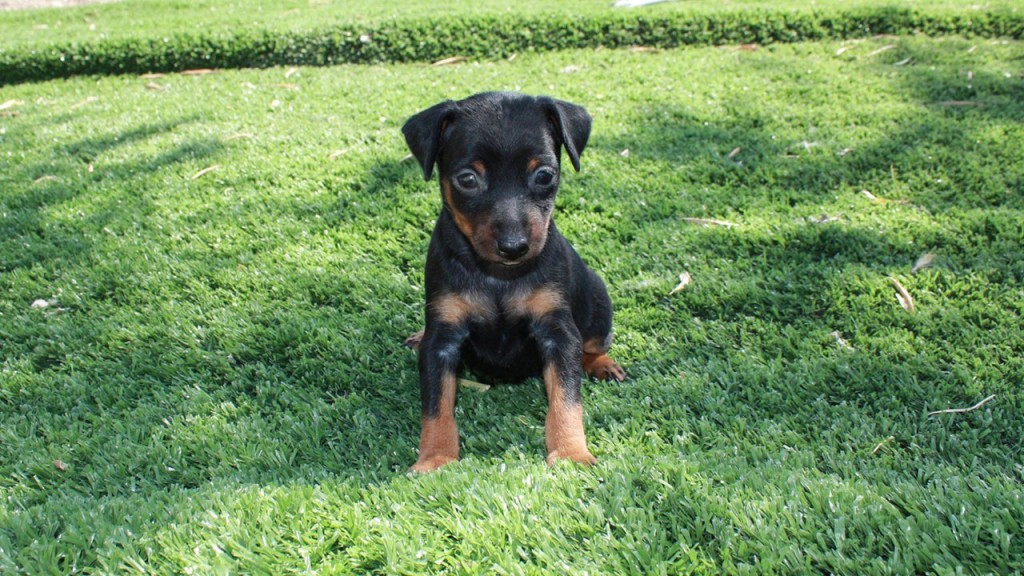cani, pinscher nano