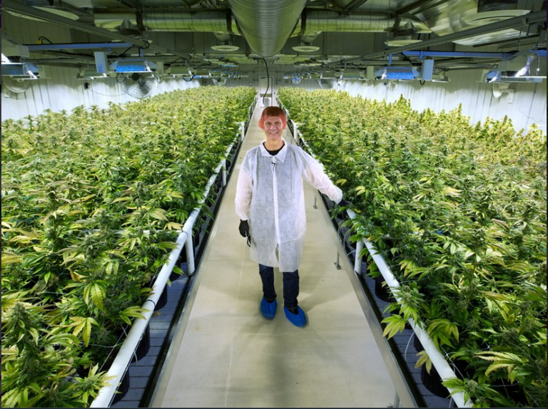 cannabis terapeutica cannabis terapeutica