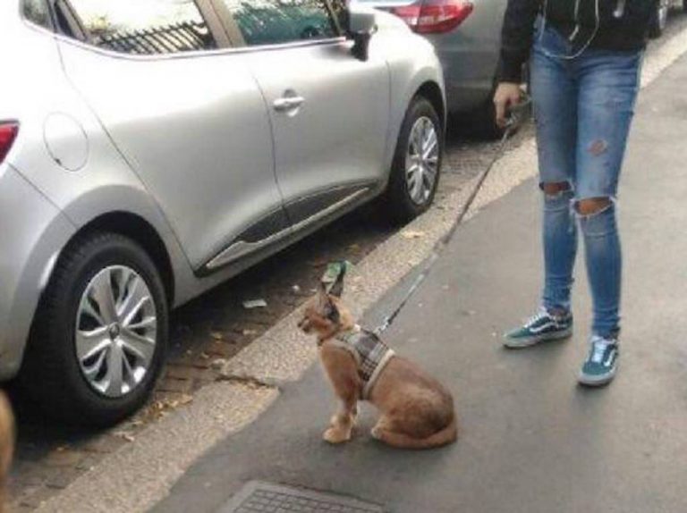 Caracal al guinzaglio a Milano: l'appello del comune, "aiutateci a trovarlo" caracal