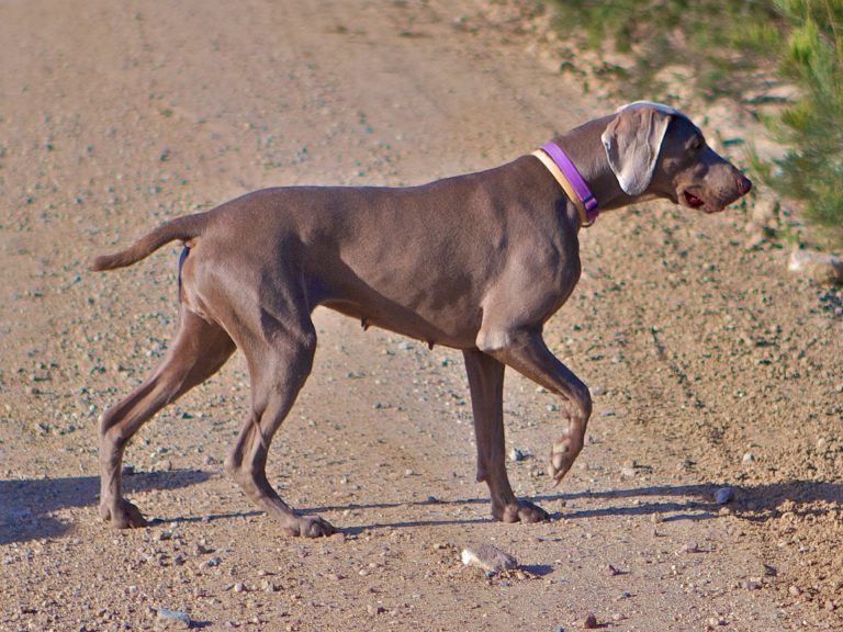 I migliori collari per cani: scopri le offerte I migliori collari per cani: scopri le offerte
