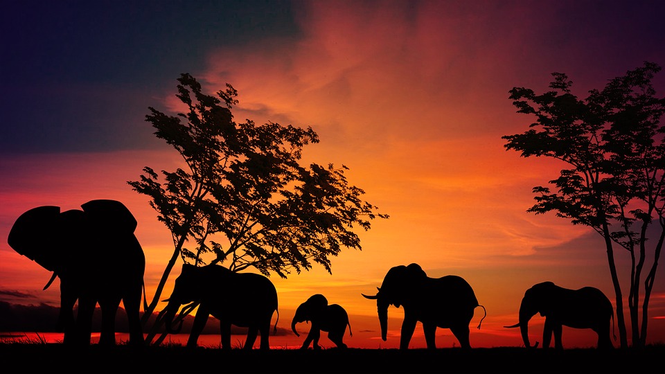 serengeti