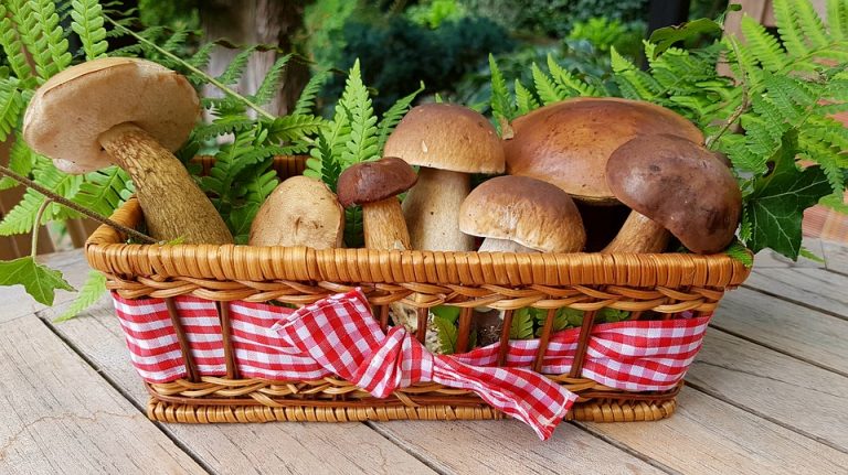 FUNGHI. FUNGHI.