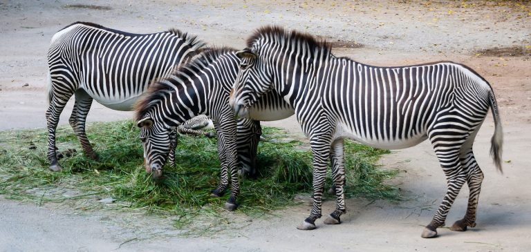zebra
