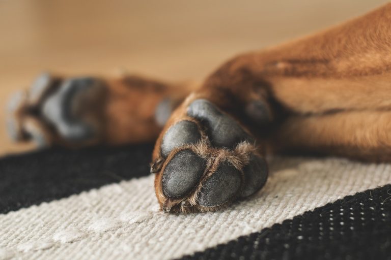 unghie del cane