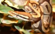Capire se c'è una possibile infestazione di serpenti nelle vicinanze