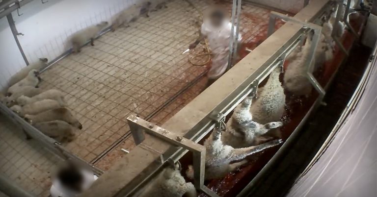 Animal Equality