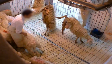 Animal Equality
