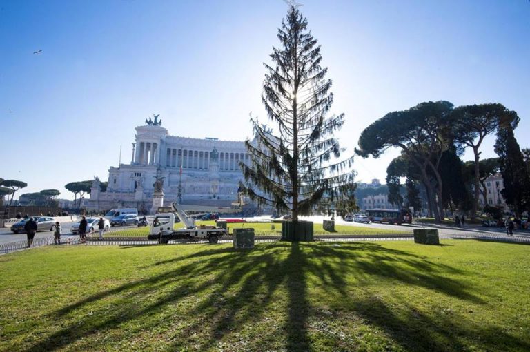 Spelacchio è malato e stressato: potrebbe non arrivare a Natale Spelacchio