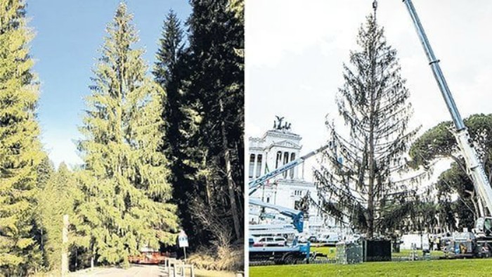 Albero Spelacchio Albero Spelacchio