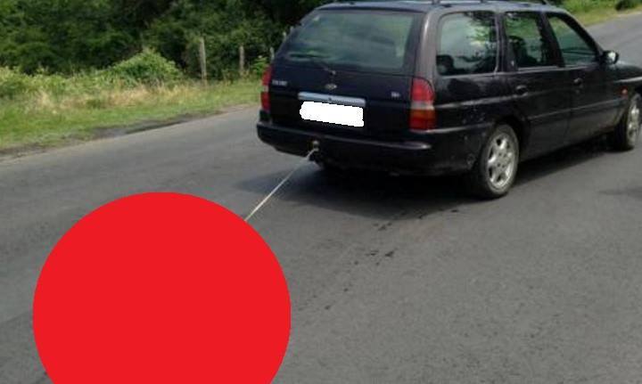 Maltrattamento su un cane