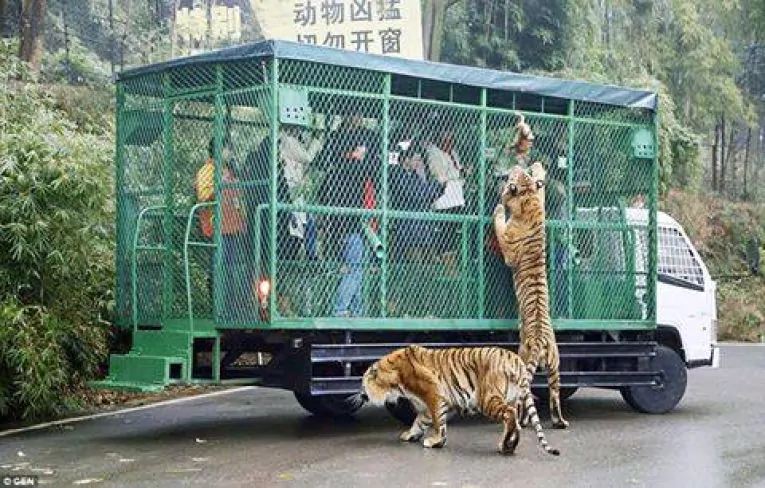 Tigri fuori dalla gabbia