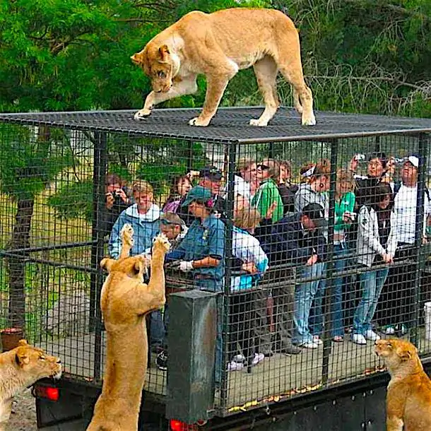 Zoo animalista