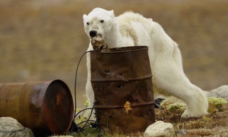 orso polare