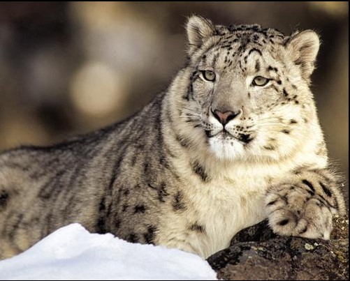 Animale non più in via d'estinzione